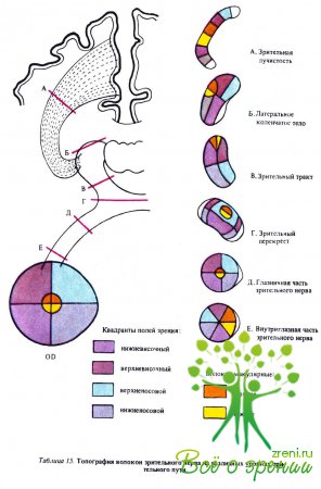 Топография волокон зрительного нерва на различных уровнях зрительного пути