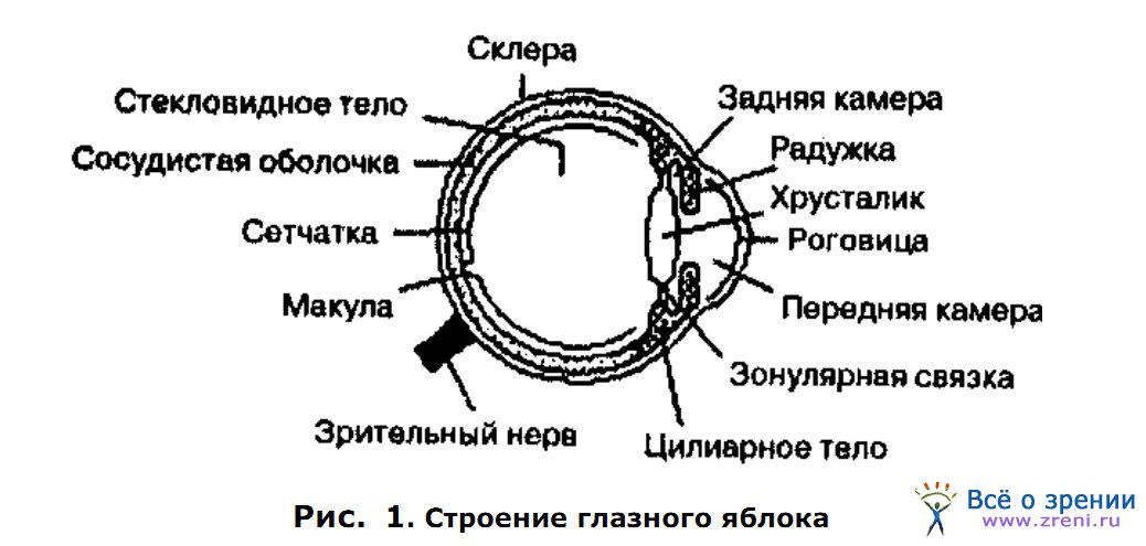 Общий план строения глазного яблока