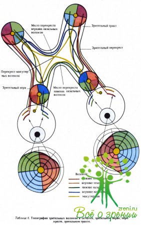 Топогргафия зрительных волокон в сетчатке, зрительном нерве, перекресте, зрительном тракте