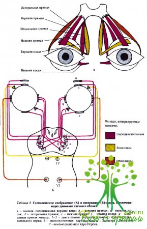 Схематическое изображение и иннервация мышц, обеспечивающих движение глазного яблока