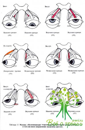 Мышцы, обеспечивающие содружественные движения глазных яблок в том или ином направлении