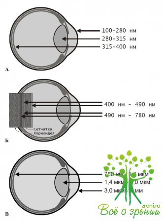 Рисунок 2  А - поглощение УФ излучения оболочками глаза; Б - поглощение видимого света слоями сетчатки; В - Поглощение ИК излучения оболочками глаза.