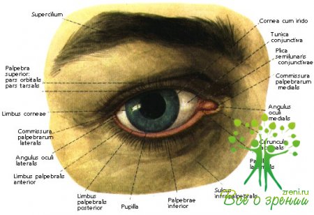 Краткое описание оптических приборов для исследования органа зрения