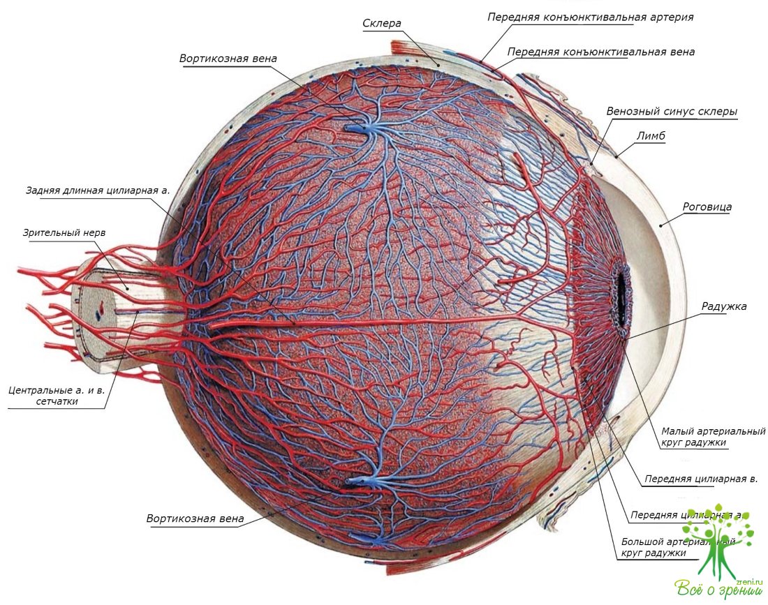 Формирование и строение (анатомия) органа зрения