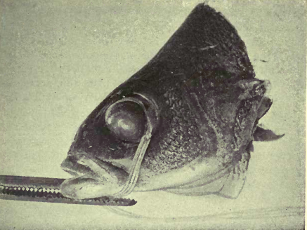 Рисунок 7. Демонстрация на глазе рыбы того, что воспроизведение миопической и гиперметропической рефракции зависит от действия внешних мышц.